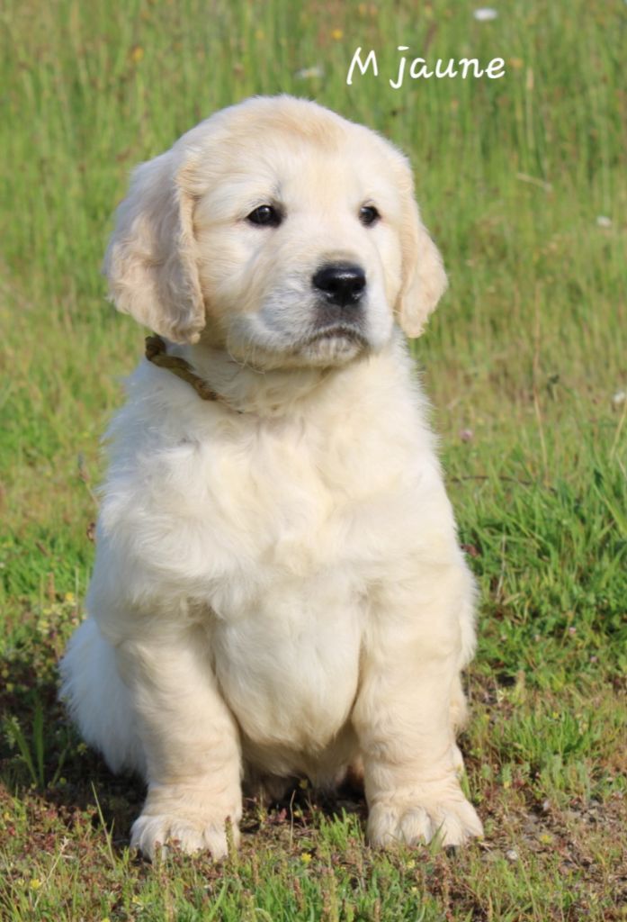 De La Colline D'Eole - Chiots disponibles - Golden Retriever