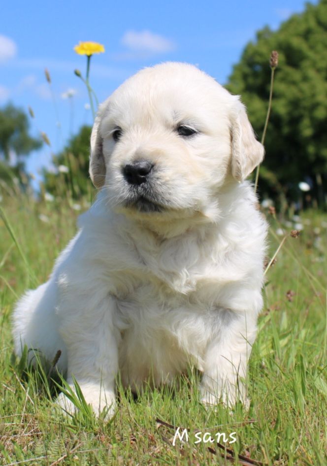 De La Colline D'Eole - Chiots disponibles - Golden Retriever