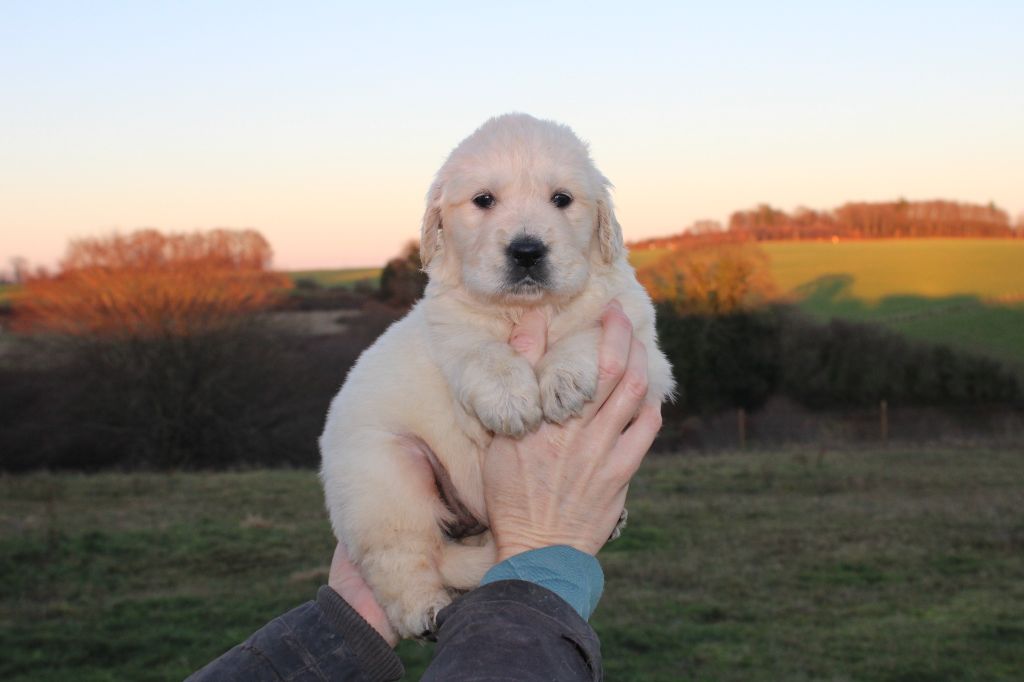 De La Colline D'Eole - Chiots disponibles - Golden Retriever