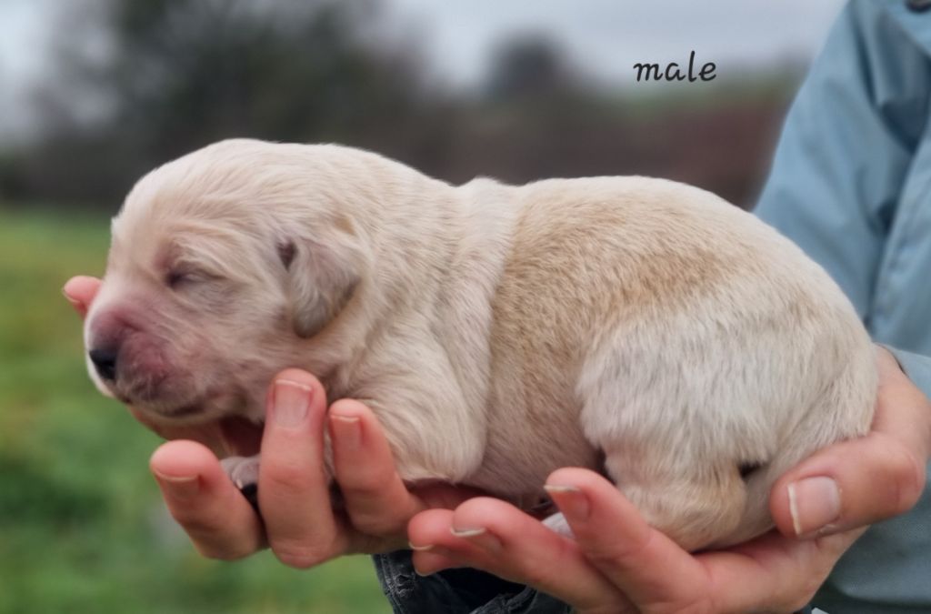 De La Colline D'Eole - Chiots disponibles - Golden Retriever