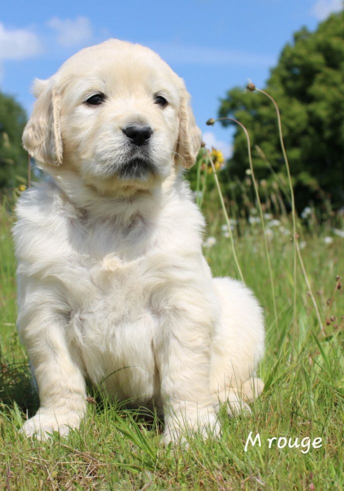 De La Colline D'Eole - Chiots disponibles - Golden Retriever