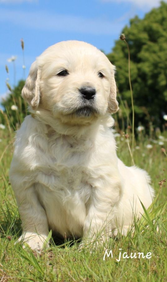 De La Colline D'Eole - Chiots disponibles - Golden Retriever