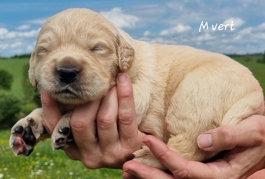 De La Colline D'Eole - Golden Retriever - Portée née le 29/04/2024