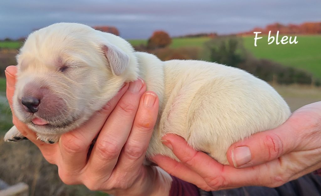 De La Colline D'Eole - Chiots disponibles - Golden Retriever