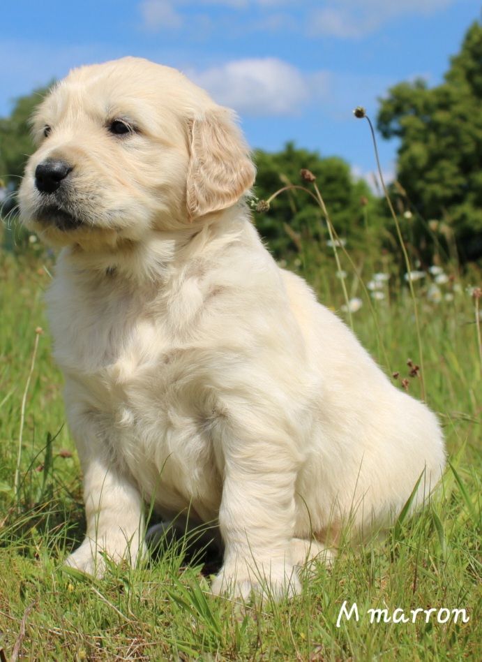 De La Colline D'Eole - Chiots disponibles - Golden Retriever
